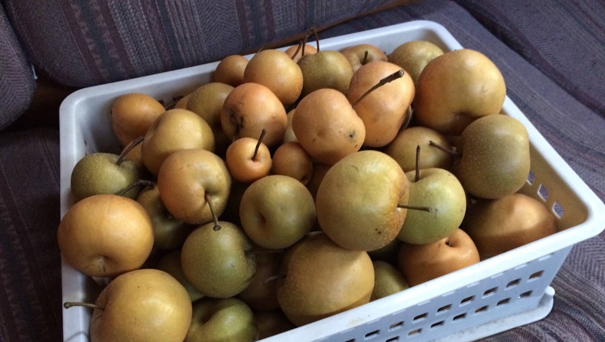 hosui pears fruit pick in 2022