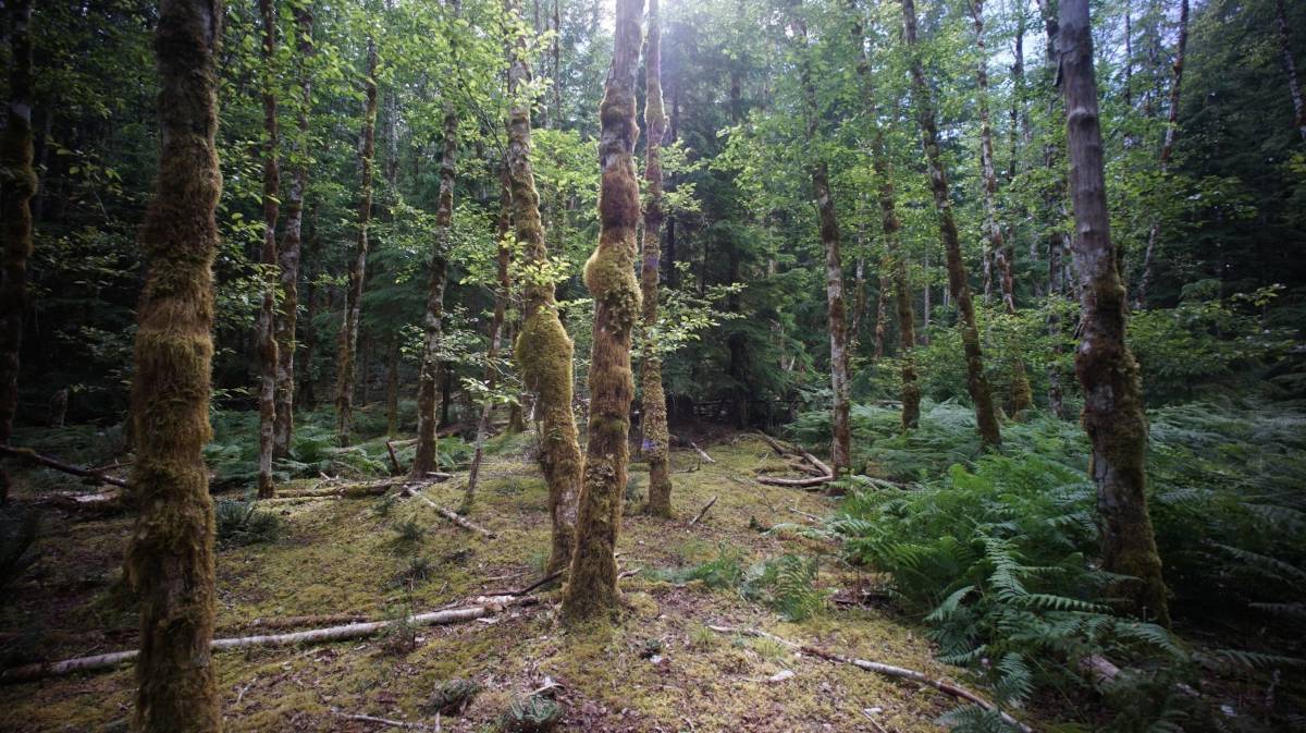 a path in the woods with heavy moss
