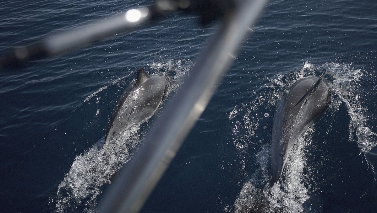 dolphins bow riding in the pacific ocean