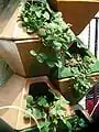 Strawberries in a series of stacked open face potted planters