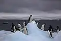 120px-Adelie_Penguins_on_iceberg.jpg