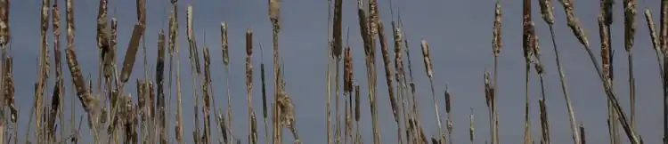 Photo courtesy of Dustin Poppendieck