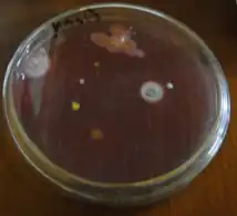 Environmental remediation of real textile dyeing wastewater under visible light and inactivation of pathogenic bacteria using ZnO/CuO nano-needles