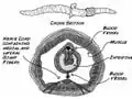 Comparing Speeds of Two Nerve Fiber Sizes