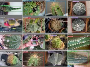 Open source disease analysis system of cactus by artificial intelligence and image processing