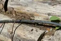 Figure 6: The lateral lines branch off the main water line and are designed to deliver water to individual plants.