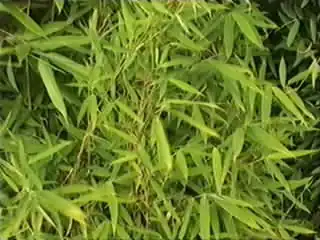 Fargesia Murieliae Simba