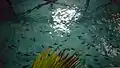 120px-Fishes_gathering_at_night.jpg