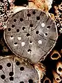 90px-Insectenhotel_09.JPG
