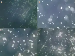Towards Sustainable Protein Sources: The Thermal and Rheological Properties of Alternative Proteins