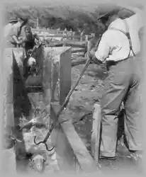 Fig 4. Sheep dipping process. (Photo from Gooreen Collection)