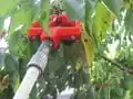 Simple Fruit Picker for small fruit like cherry