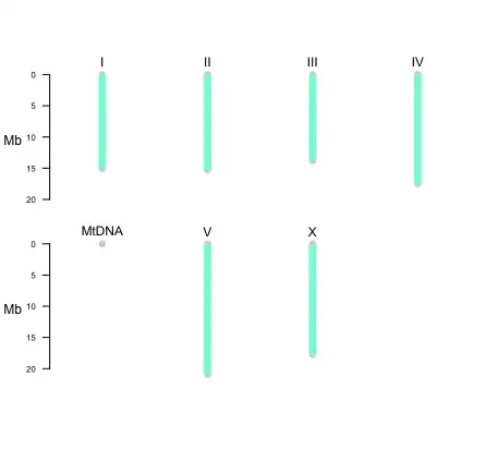 Karyotype of *C. elegans*