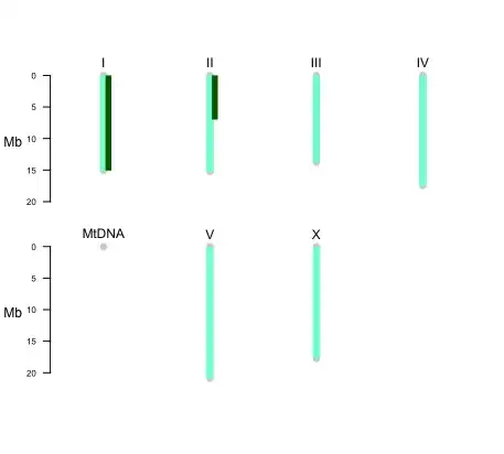 *C. elegans* karyotype with segments