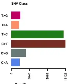 T>C and C>T transitions