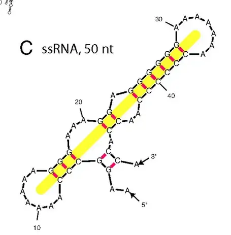 Example MLD for a ssRNA molecule