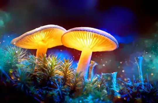 Mushrooms with "glitter"