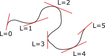 Tangent vectors on a polymer chain.