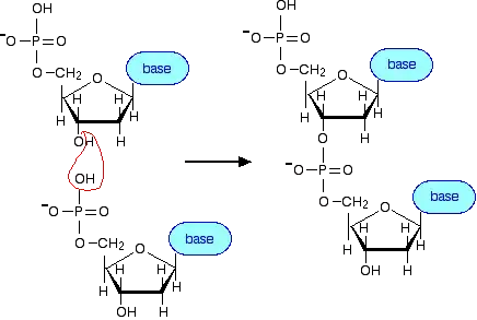 DNA joined together between 3' OH and 5' Phosphate