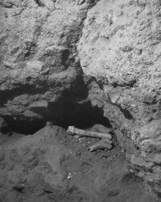 The bones found beneath the Red Wall (briefly replaced there for the photograph). (Fabbrica di San Pietro)