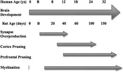 Time line of brain development in humans and rodents. B, birth.