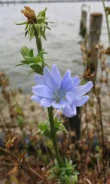 Chicory flower