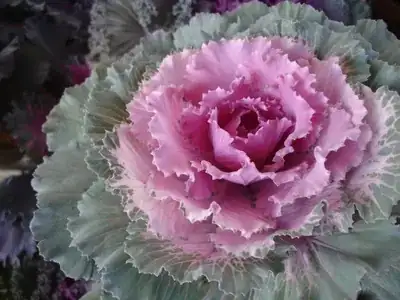 Ornamental_Cabbage