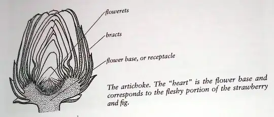 diagram of artichoke