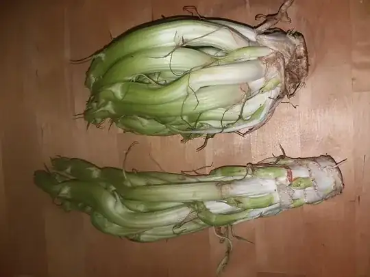 unknown celery like vegetable