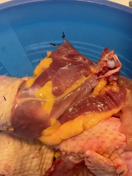 This was a Plymouth Rock chicken from my own yard