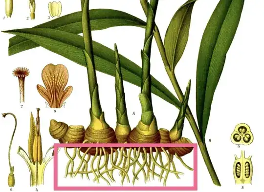 anatomical painting of a ginger plant showing tiny roots at the bottom