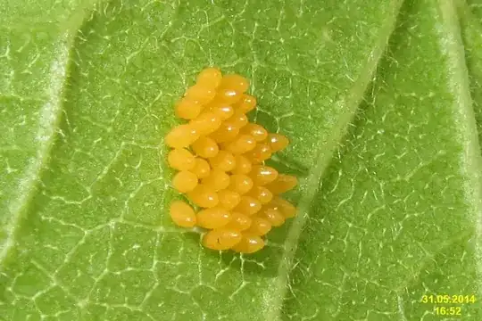 Ladybird eggs on plum, David Short from Windsor, UK, CC BY 2.0 https://creativecommons.org/licenses/by/2.0, via Wikimedia Commons
