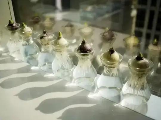 Row of hyacinth vases