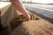 asparagus harvesting