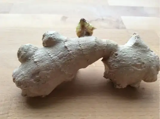sprouting ginger