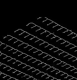 Skeletonization Output