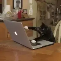 Typing Crazy Cat