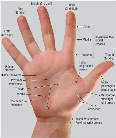 The hand: fingers, creases, and eminences