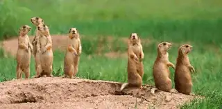 group of prairie dogs