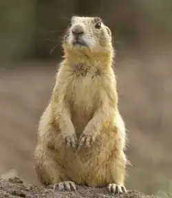 prairie dog