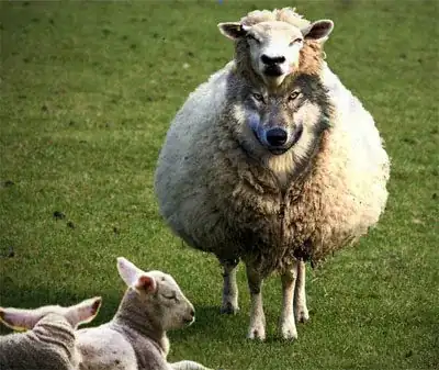 wolf in sheep's clothing