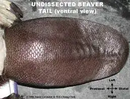 Photo of the central size of an undissected beaver tail