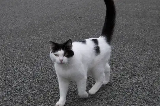 White and black cat