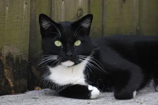 Black and white cat