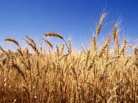 sheaves of wheat golden at harvest time
