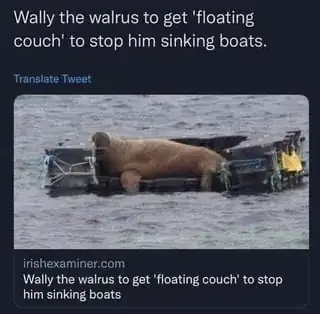 picture of a walrus