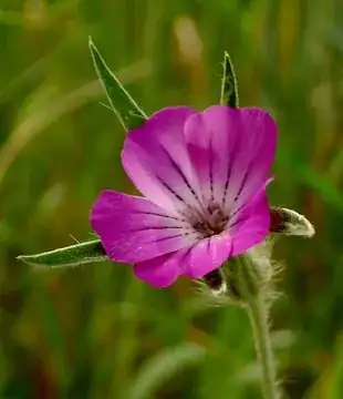 *Agrostemma githago*