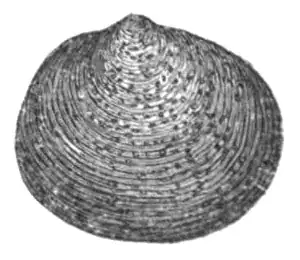 Cockle shell (Eulamellibranchia)