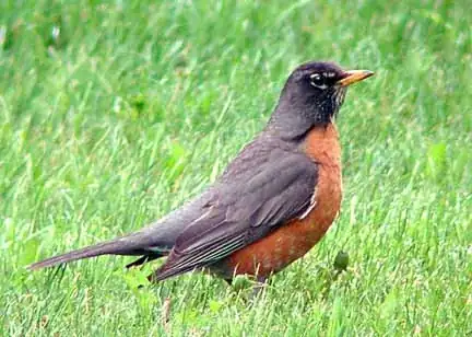 American robin