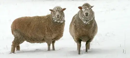 Sheep not caring about the cold